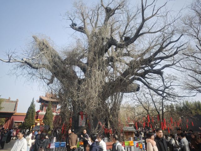 洪洞大槐树寻根祭祖园旅行图片 4