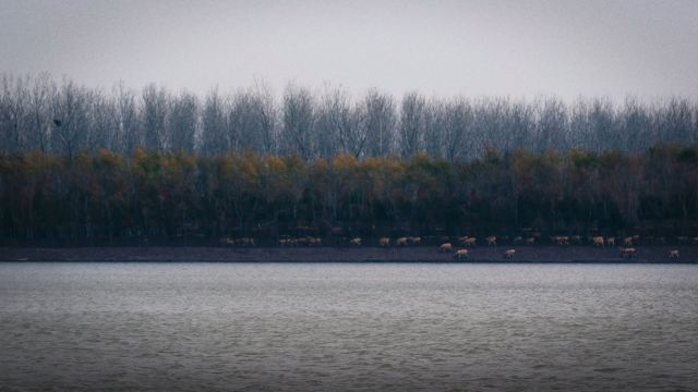 中华麋鹿园旅行图片 9