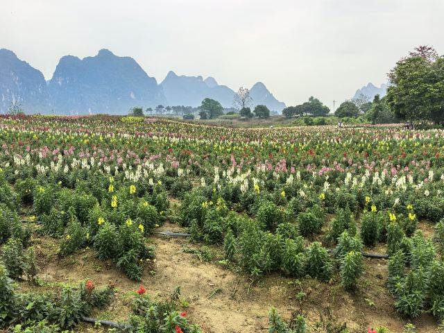 峒那屿湾旅行图片 7