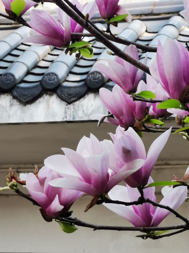 南溪山公园旅行图片 2