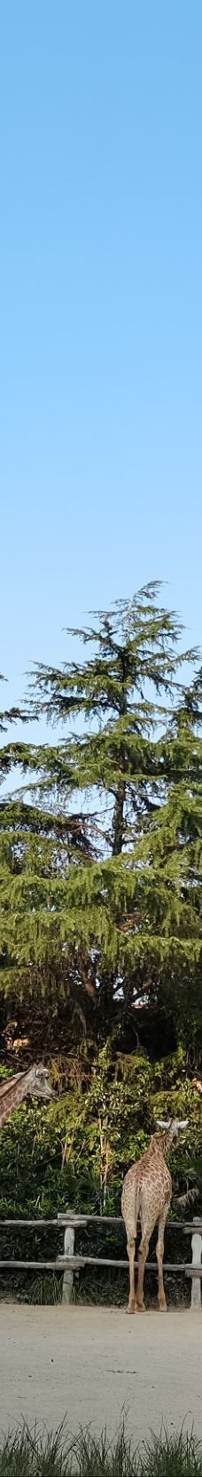 上海野生动物园-上海-esharn1208