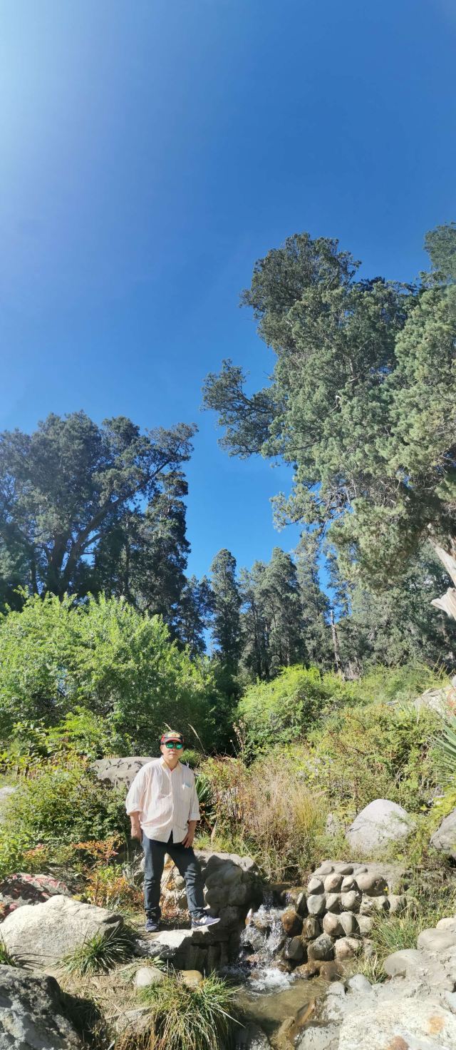 世界柏树王园林风景区旅行图片 2