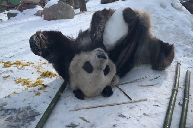 太阳岛大熊猫馆旅行图片 2