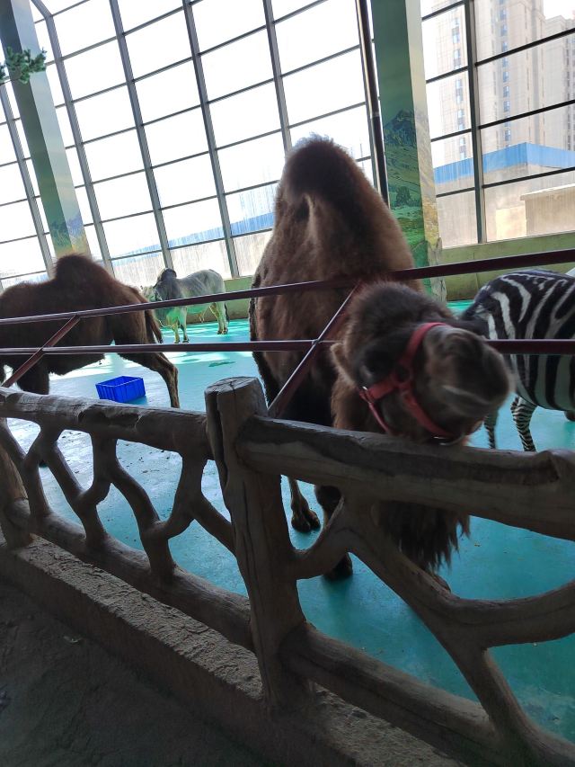 沈阳龙之梦动物科普乐园旅行图片 2