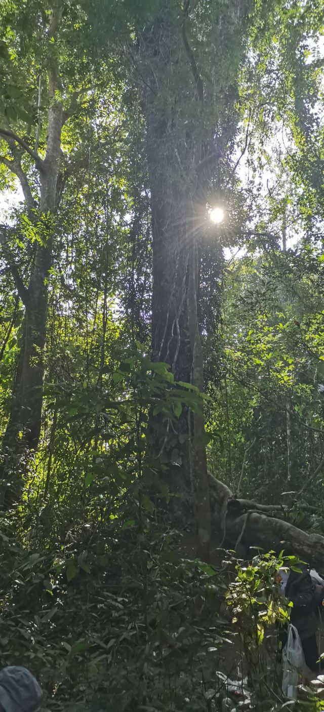 基诺山寨景区旅行图片 3