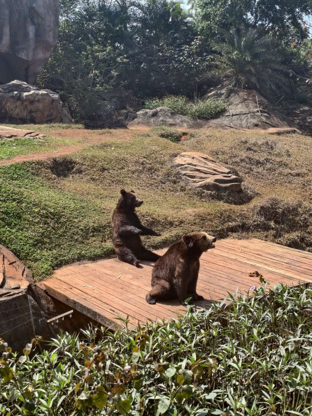 海南热带野生动植物园旅行图片 4