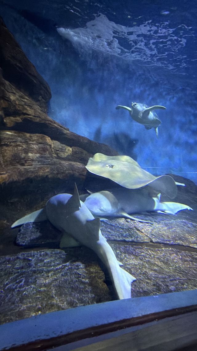 上海海洋水族馆旅行图片 2
