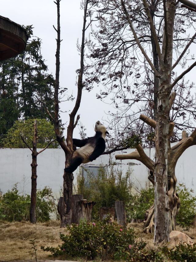 岳阳中华大熊猫苑旅行图片 6