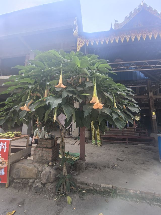 西双版纳傣族园旅行图片 9