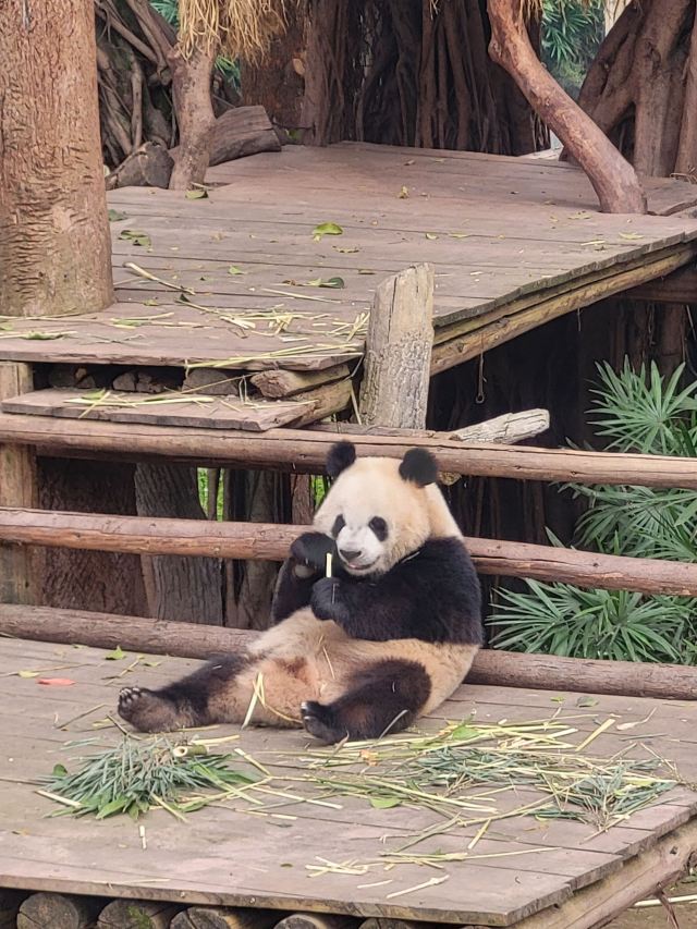 重庆动物园旅行图片 1