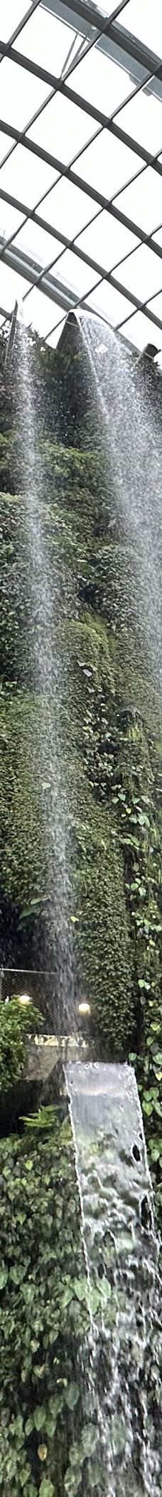 云雾林-新加坡-HiJessi