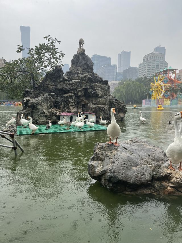 团结湖公园旅行图片 1