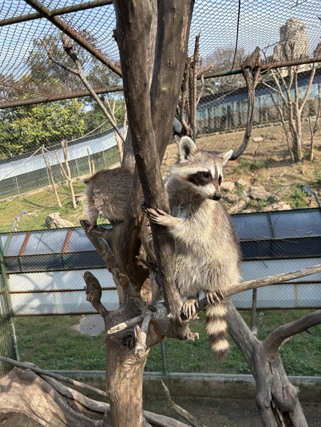 八达岭野生动物世界旅行图片 2