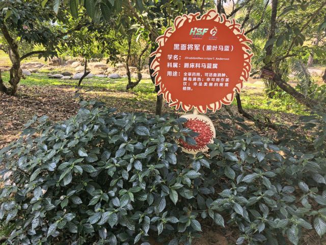 七仙岭全球热带水果博览中心旅行图片 2