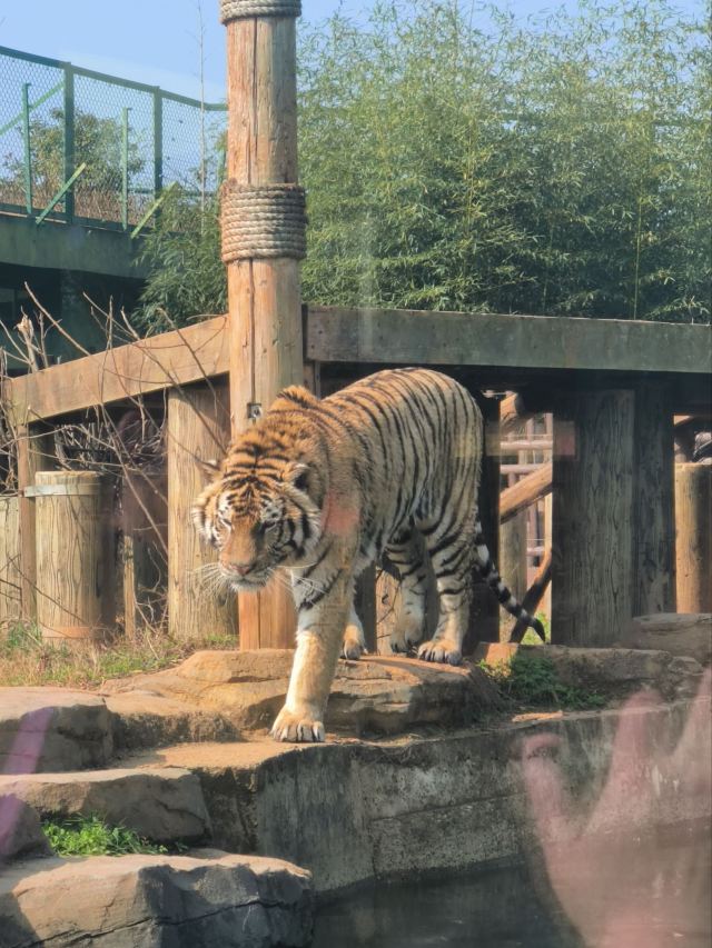 湖南常德野生动物世界旅行图片 3