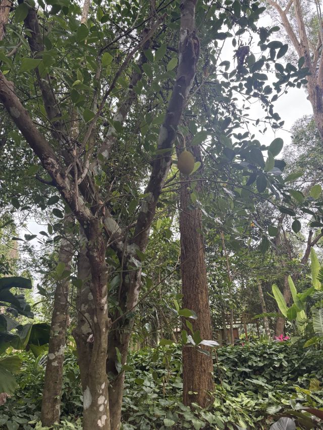 兴隆热带植物园旅行图片 1