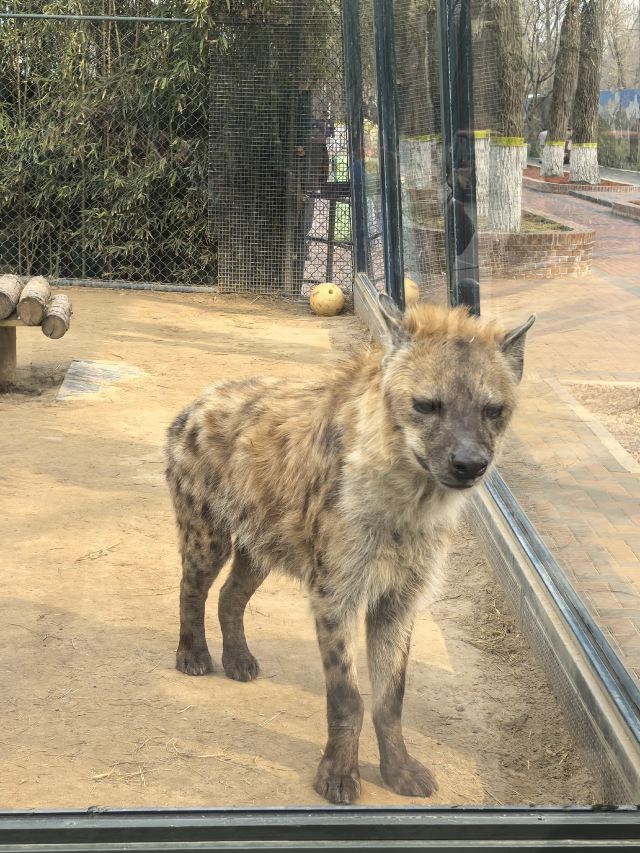 北京野生动物园旅行图片 13