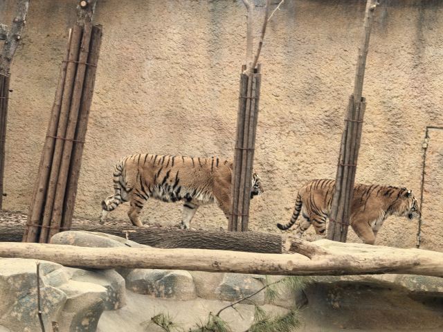 北京野生动物园旅行图片 12