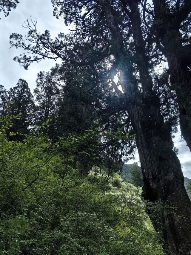 世界柏树王园林风景区旅行图片 1