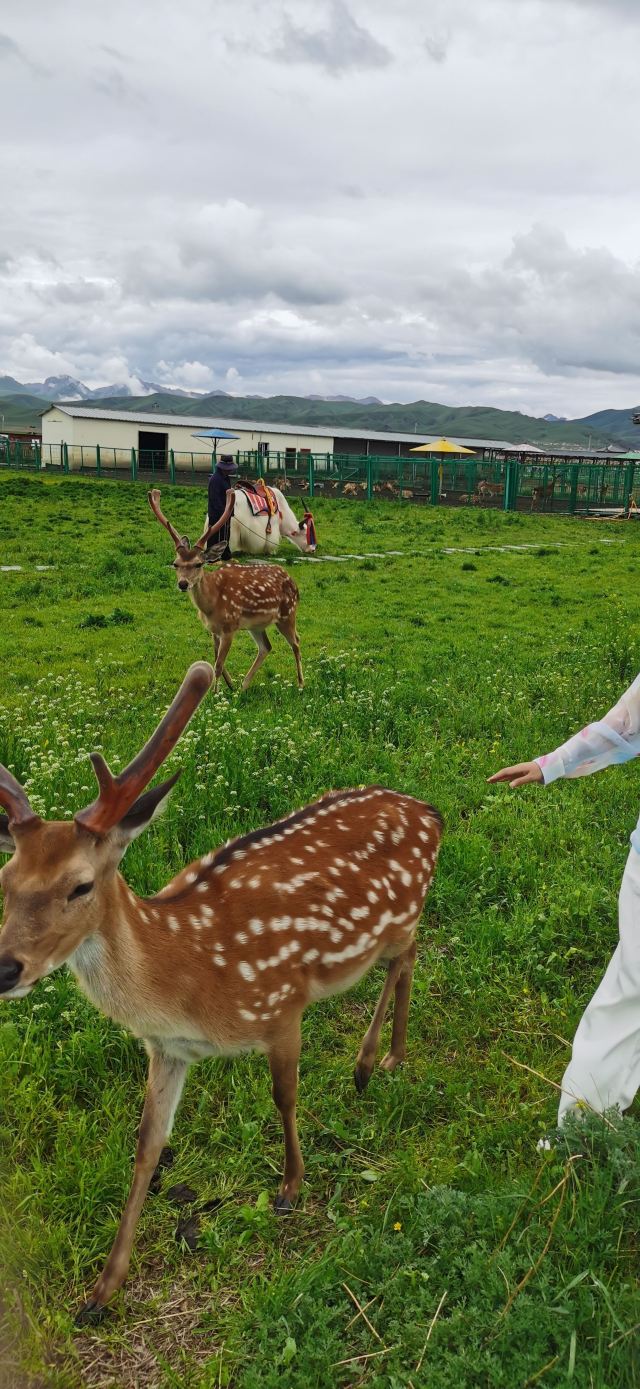 若尔盖热尔部落梅花鹿生态园旅行图片 2