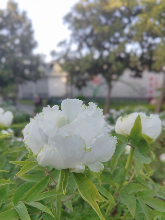中国国花园旅行图片 6