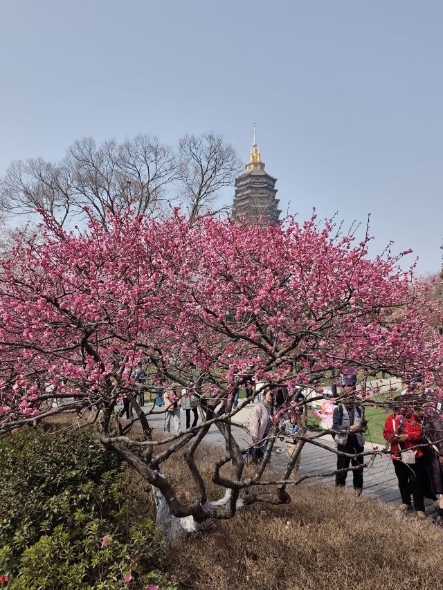 天宁禅寺旅行图片 2