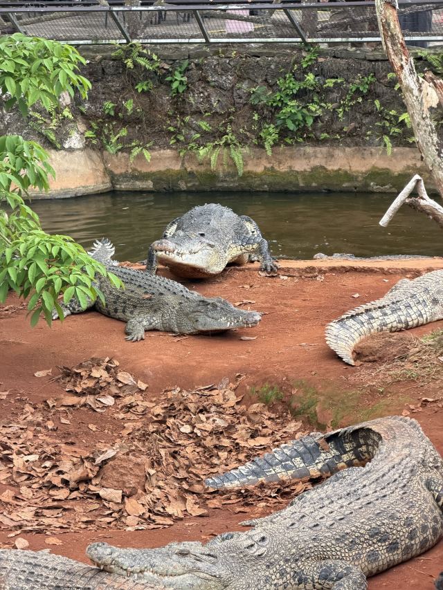 海南热带野生动植物园旅行图片 4