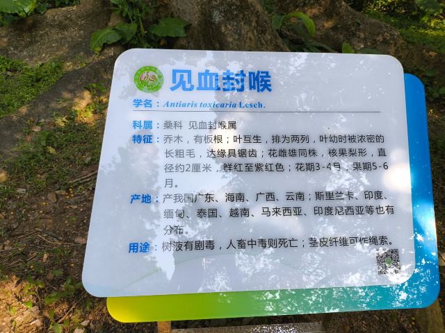 海南热带植物园旅行图片 4