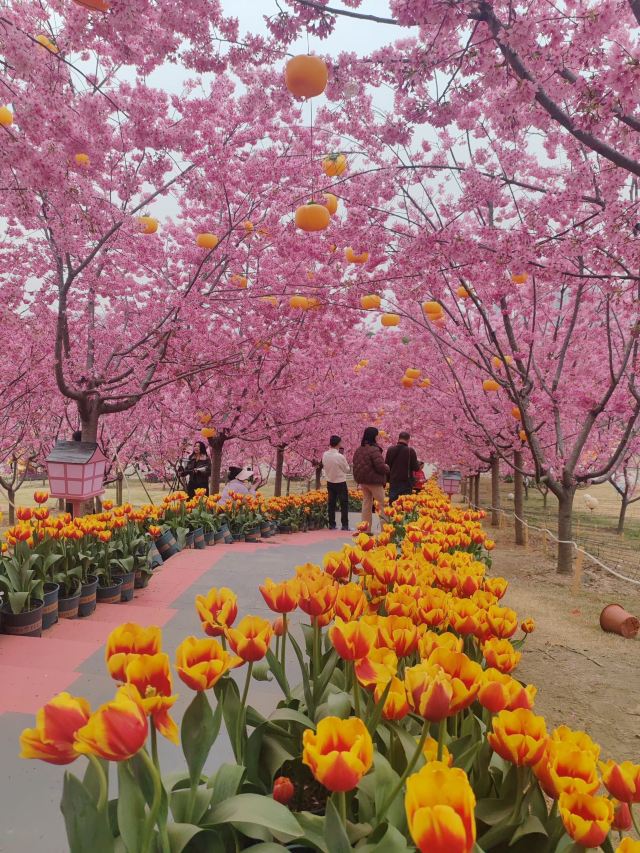 音乐·百花谷旅行图片 5