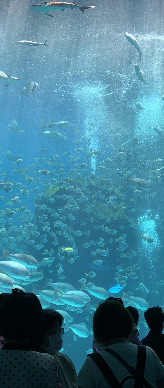 因此与海之杜水族馆大体上同样的构造.一边看着头上的鱼一边前进的隧