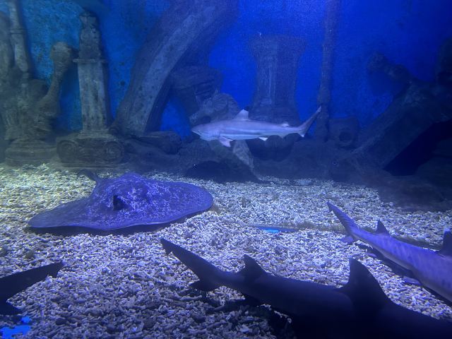 广汉海昌海洋探索馆旅行图片 2