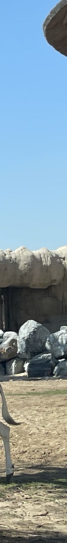 迪拜野生动物园-迪拜-YoYo_7O5O7O2D