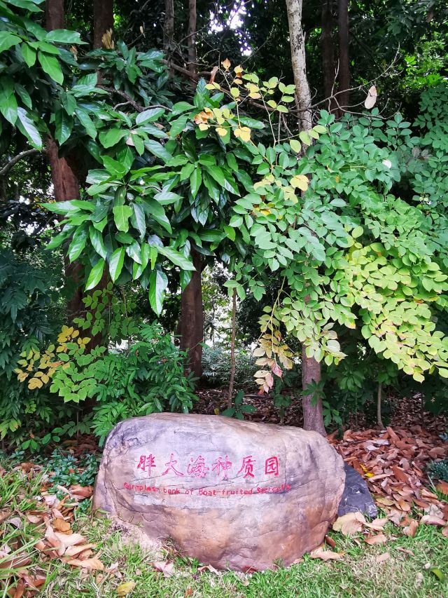 西双版纳南药园旅行图片 7