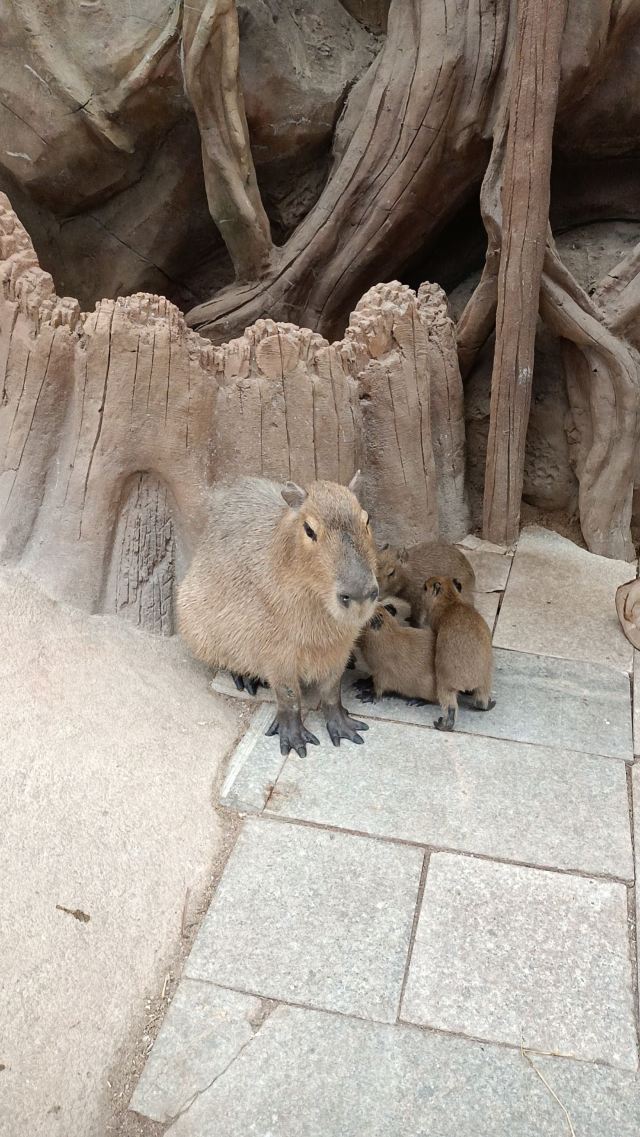 福州欧乐堡海洋世界旅行图片 4
