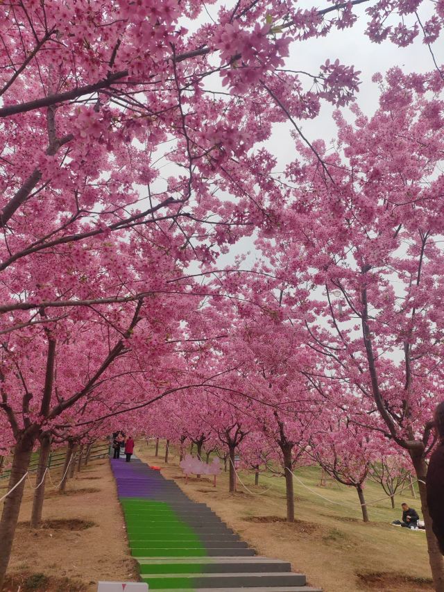 音乐·百花谷旅行图片 1