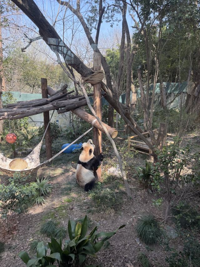 上海动物园旅行图片 3