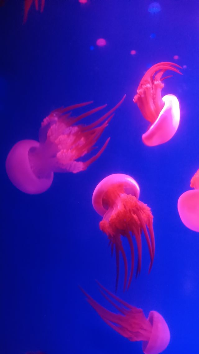 福州欧乐堡海洋世界旅行图片 1