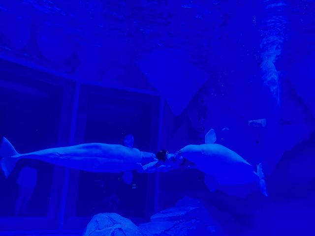 上海海昌海洋公园旅行图片 4