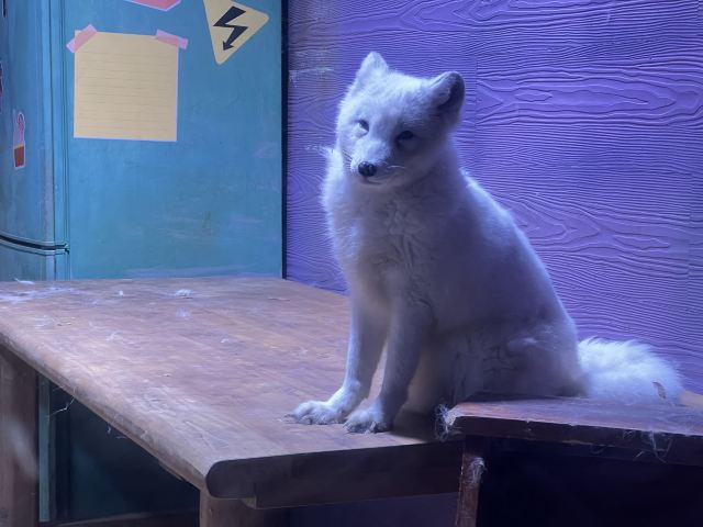 上海海昌海洋公园旅行图片 3
