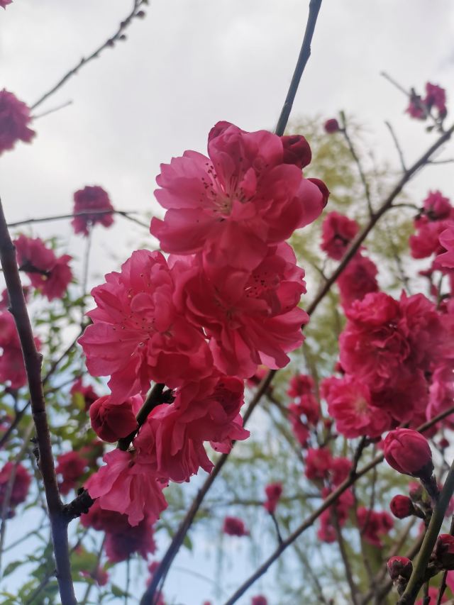 上海南汇桃花村旅行图片 7