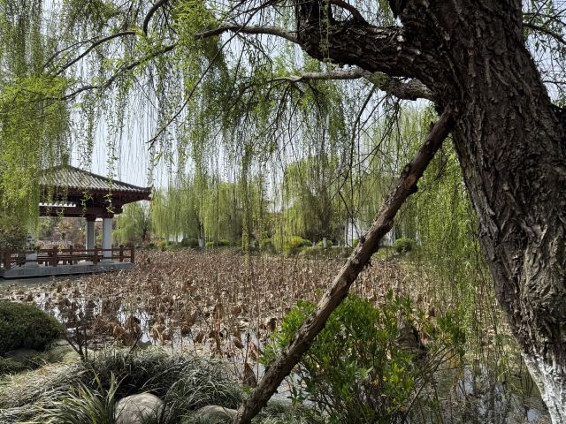 张骞墓景区旅行图片 5