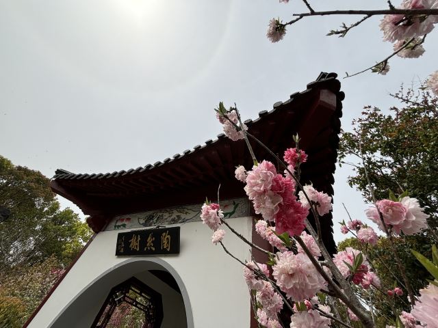 上海南汇桃花村旅行图片 4