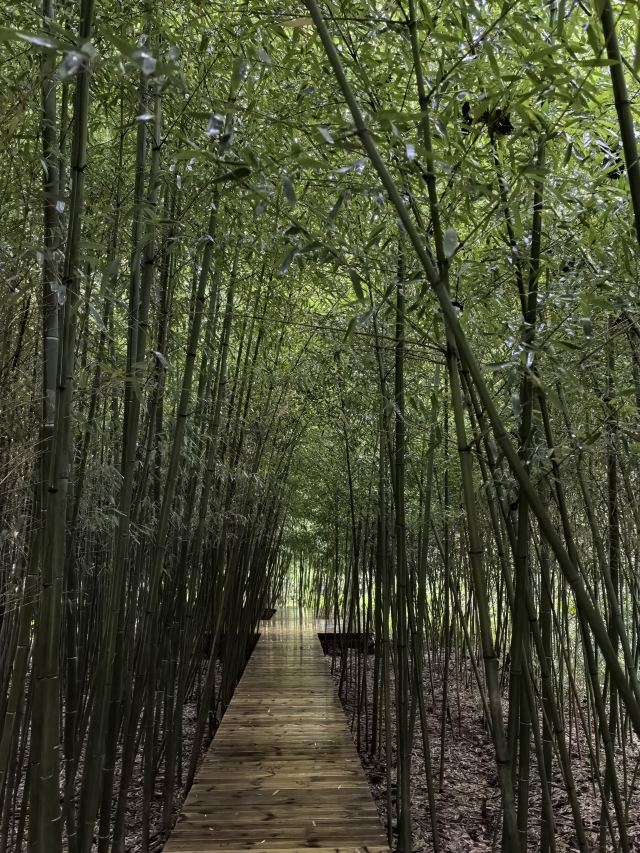 青铜山大峡谷旅行图片 2