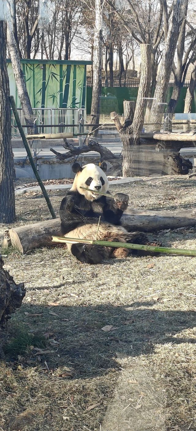 太阳岛大熊猫馆旅行图片 4