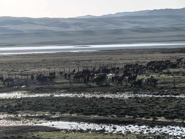 山丹皇家马场景区(暂停开放)旅行图片 2
