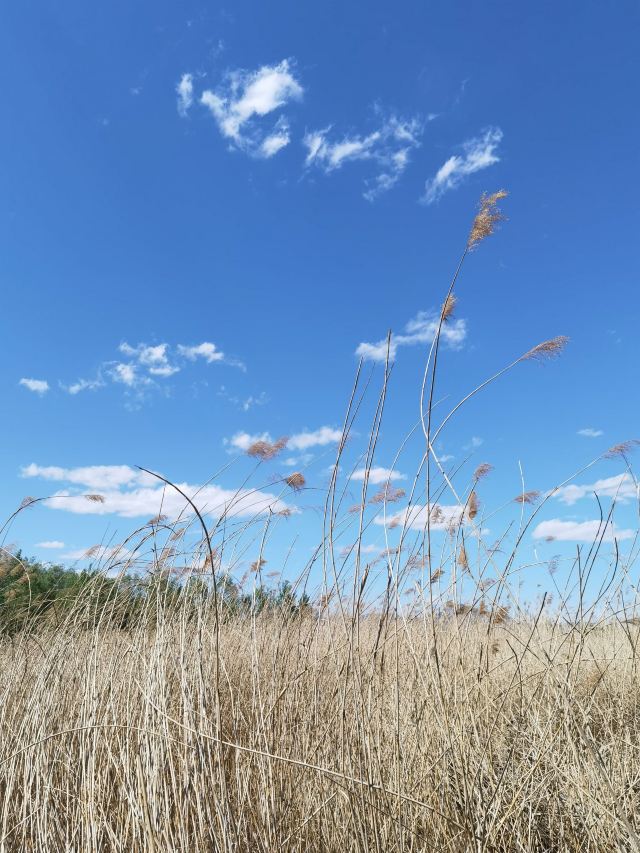 野鸭湖国家湿地公园旅行图片 6