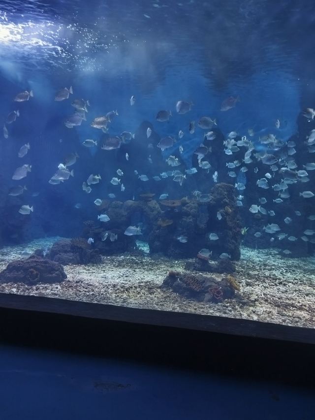 广汉海昌海洋探索馆旅行图片 1