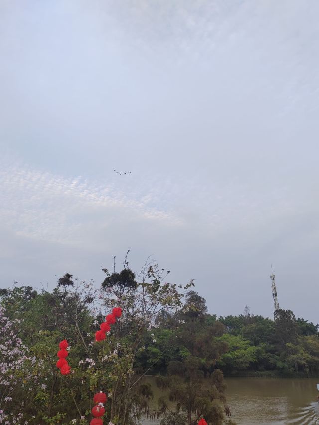 小鸟天堂旅行图片 2