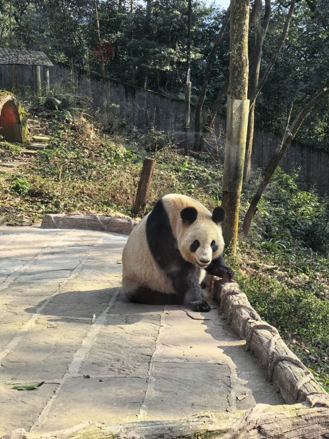 碧峰峡风景区旅行图片 1