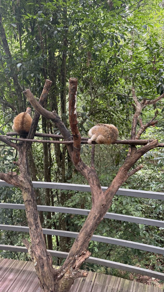 野象谷景区旅行图片 6